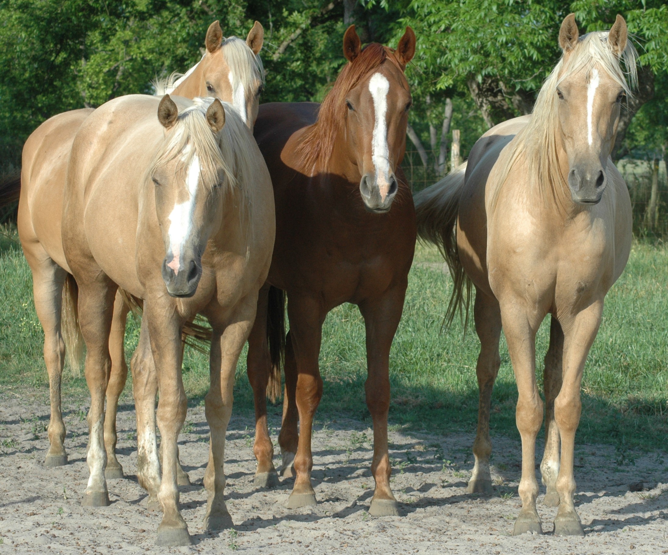 Home Palomino Horse Breeders Association