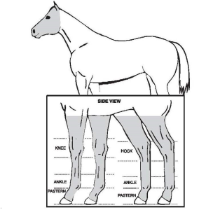 Aqha Markings Chart