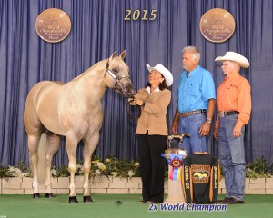 Amateur Two Year Old Stallions      