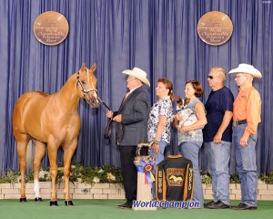 Amateur Yearling Stallions    