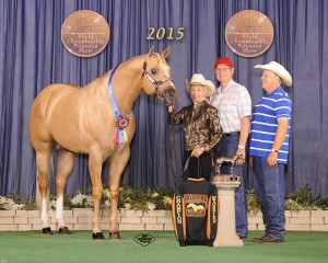 Amateur Three Year Old Stallions        