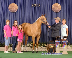 Amateur Yearling Mares    