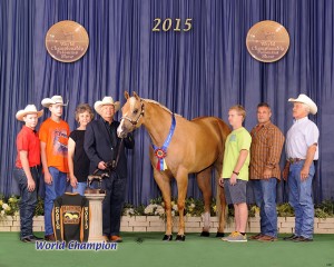 Amateur Three Year Old Mares       