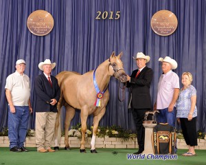 Amateur Aged Geldings        