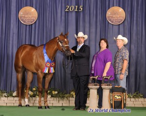 PB Senior Geldings                                                                                                                                                                                            